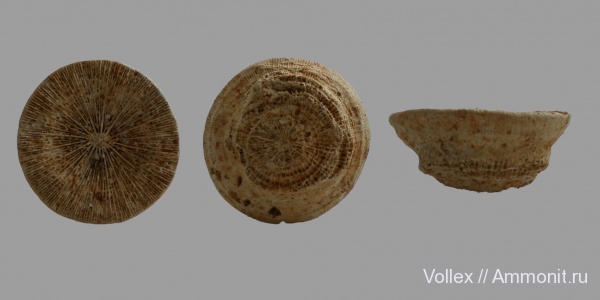 Днепропетровск, Рыбальский карьер, мандрыковские слои, верхний эоцен, приабон, Trochosmilia corniculum, Trochosmilia, Upper Eocene