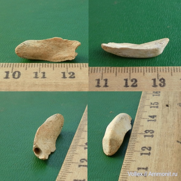 Днепропетровск, Рыбальский карьер, мандрыковские слои, верхний эоцен, приабон, Coleoidea, каракатицы, Beloptera, Upper Eocene