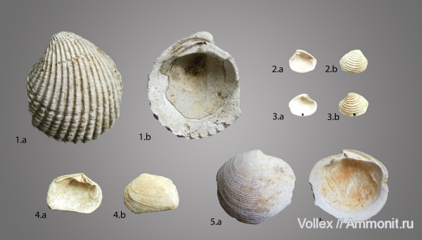 двустворки, двустворчатые моллюски, Днепропетровск, Рыбальский карьер, мандрыковские слои, верхний эоцен, приабон, Upper Eocene, Crassatella, Pitar