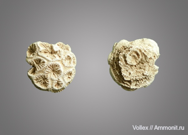 Днепропетровск, Рыбальский карьер, мандрыковские слои, верхний эоцен, приабон, colpophyllia, Upper Eocene