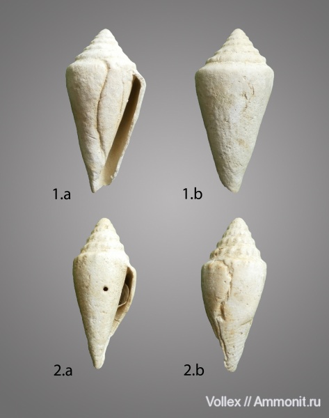 Conus, Днепропетровск, Рыбальский карьер, мандрыковские слои, верхний эоцен, приабон, сверления, Upper Eocene