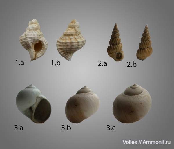 Днепропетровск, Рыбальский карьер, мандрыковские слои, верхний эоцен, приабон, Upper Eocene