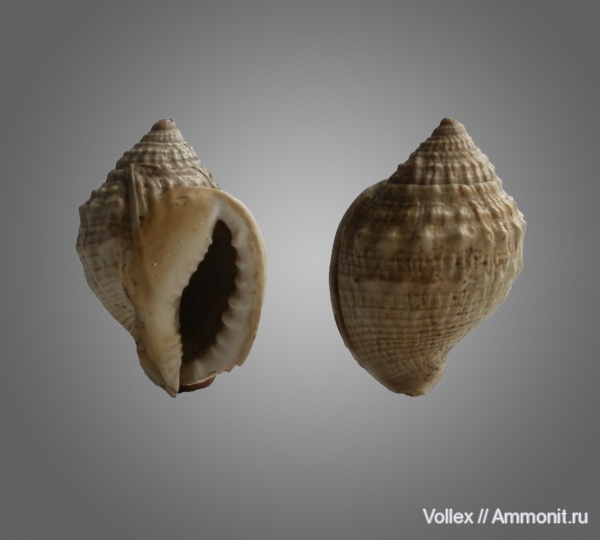 Днепропетровск, Рыбальский карьер, мандрыковские слои, верхний эоцен, приабон, Cassis, Upper Eocene