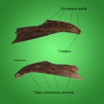 Фрагмент нижней челюсти раннеплейстоценовой щуки.