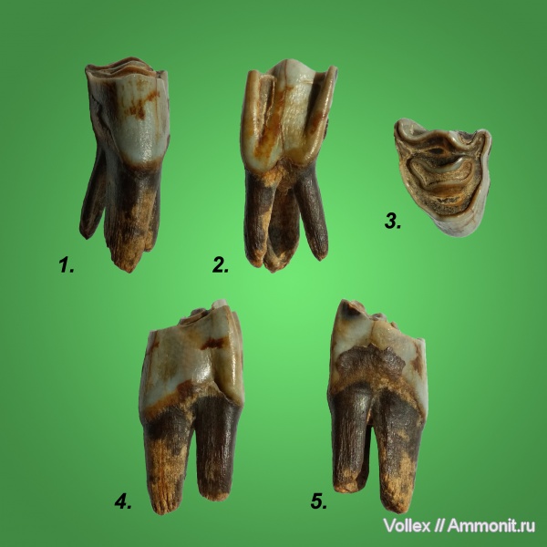 зубы, быки, зубы млекопитающих, Bovinae, Bovidae, Ногайск