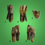 Зуб бовиды