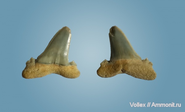 зубы акул, Днепропетровск, Рыбальский карьер, мандрыковские слои, верхний эоцен, приабон, Hypotodus, Upper Eocene, shark teeth зубы акул, Днепропетровск, Рыбальский карьер, мандрыковские слои, верхний эоцен, приабон, Hypotodus, Upper Eocene, shark teeth