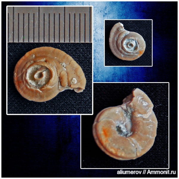 палеоген, Крым, Бахчисарай