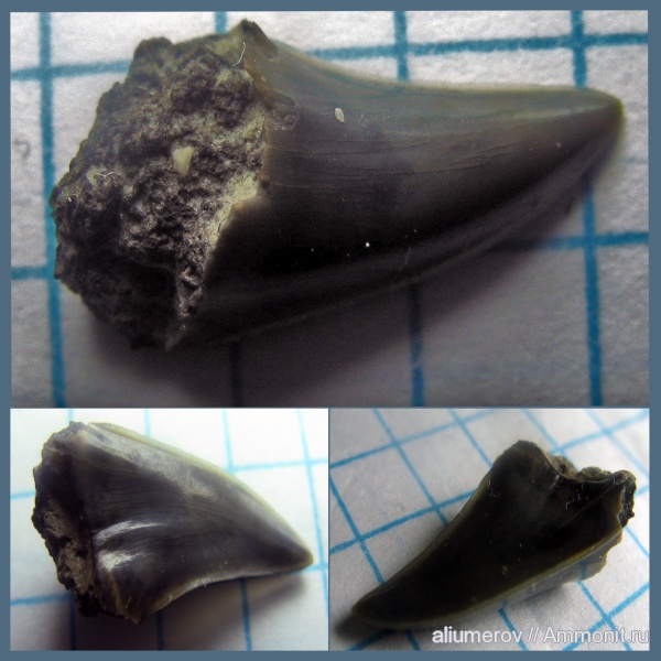 акулы, Крым, Бахчисарай, sharks