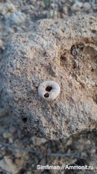 Ежики разные