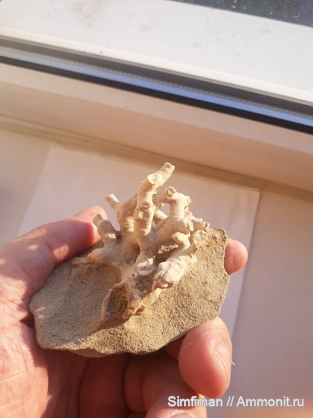 мшанки, Крым, верхний мел