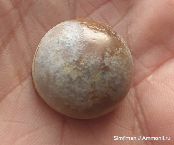 рыбы, зубы, Pycnodus, Pycnodontiformes, нижний готерив