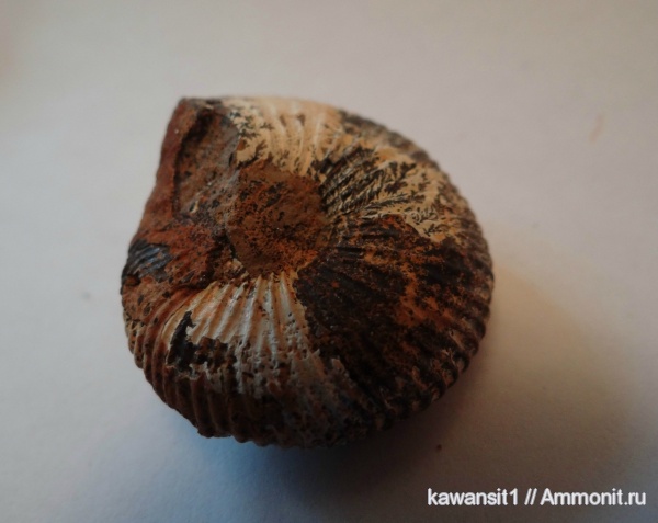 окаменелости, юра, отпечатки, Fossils, Jurassic