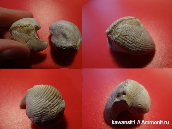 окаменелости, брахиоподы, плеченогие, Cyrtospirifer, Fossils, обрастание