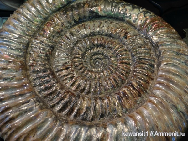 окаменелости, Speetoniceras, Гемма, Fossils, Hauterivian