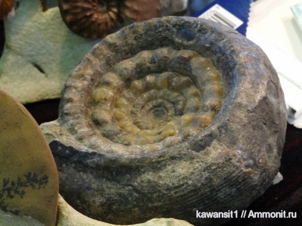 окаменелости, пермь, Гемма, Paragastrioceras, Fossils, Paragastrioceratidae, Permian