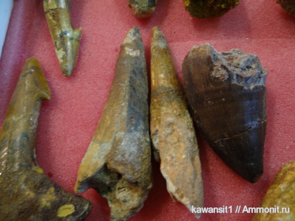 окаменелости, зубы, позвоночные, мозазавры, Марокко, Fossils, teeth