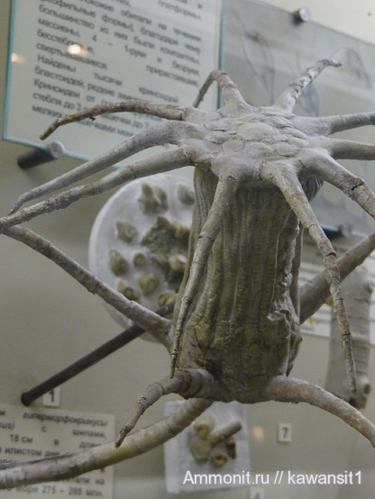 пермь, криноидеи, ПИН, Permian