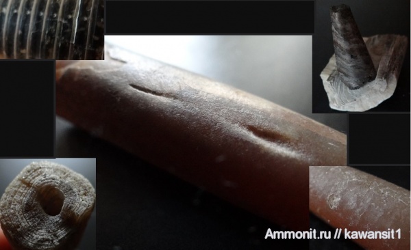 белемниты, юра, волжский ярус, Мневники, прижизненные повреждения, Карамышевская набережная, Volgian, Jurassic, belemnites