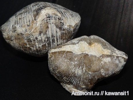 брахиоподы, Choristites, плеченогие, Choristites sowerbyi