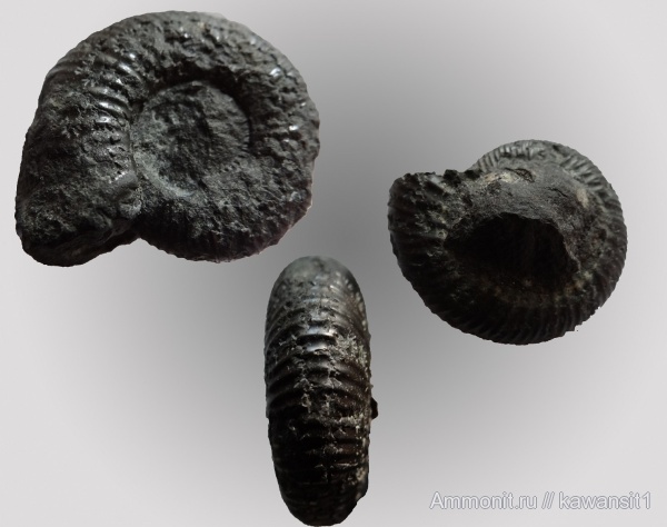 аммониты, Dorsoplanites, Dorsoplanites panderi, зона Dorsoplanites panderi, Ammonites, отвалы метро