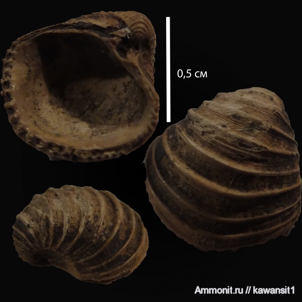 юра, отвалы метро, Trautscholdia, Trautscholdia cordata, Oxfordian, Jurassic