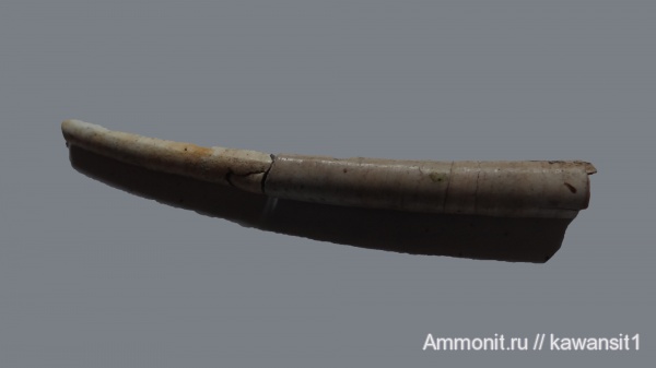 моллюски, оксфорд, скафоподы, лопатоногие моллюски, Laevidentalium, отвалы метро, Laevidentalium gladiolus, Oxfordian