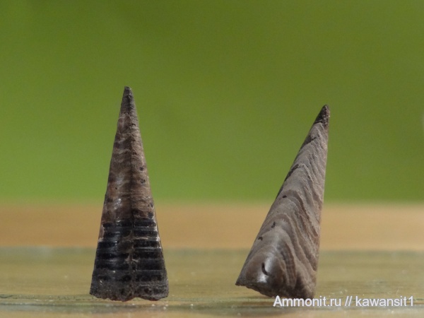 белемниты, волжский ярус, фрагмоконы, зона Virgatites virgatus, отвалы метро, Eulagonibelus, конотека, Volgian, belemnites, phragmocones