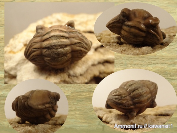 окаменелости, трилобиты, ордовик, Asaphus, Asaphus kotlukovi, Fossils, Ordovician