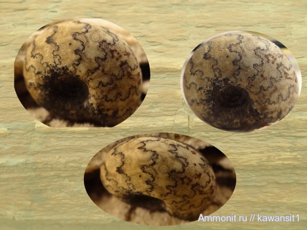 аммониты, юра, волжский ярус, Craspedites, р. Унжа, Ammonites, лопастные линии, Volgian, Jurassic