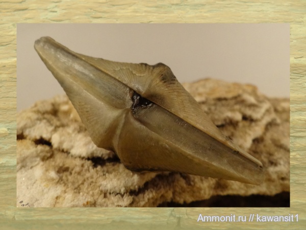 брахиоподы, Cyrtospirifer, Cyrtospirifer rudkinensis, Spiriferida