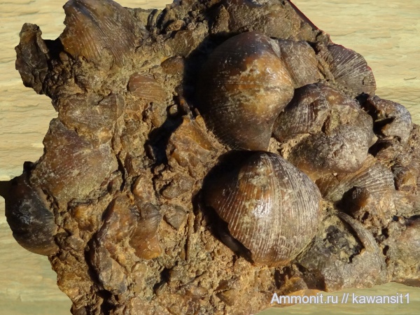 окаменелости, брахиоподы, плеченогие, Fossils