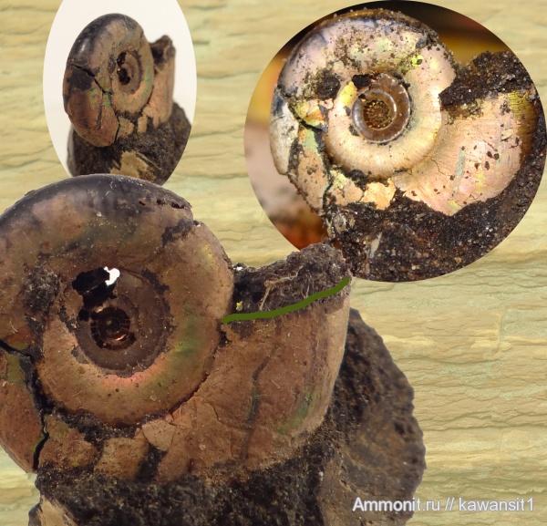 аммониты, юра, Kachpurites, волжский ярус, Kachpurites fulgens, устье, Ammonites, зона Kachpurites fulgens, Volgian, Jurassic
