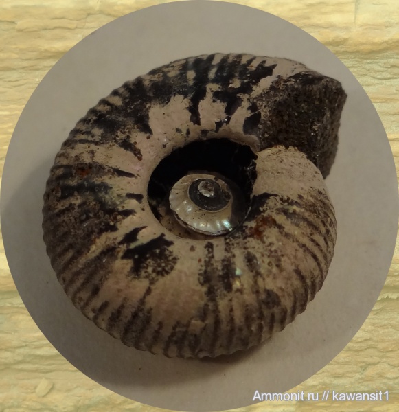 аммониты, юра, Москва, волжский ярус, Craspedites, Craspedites nekrassovi, Ammonites, зона Kachpurites fulgens, Volgian, Jurassic