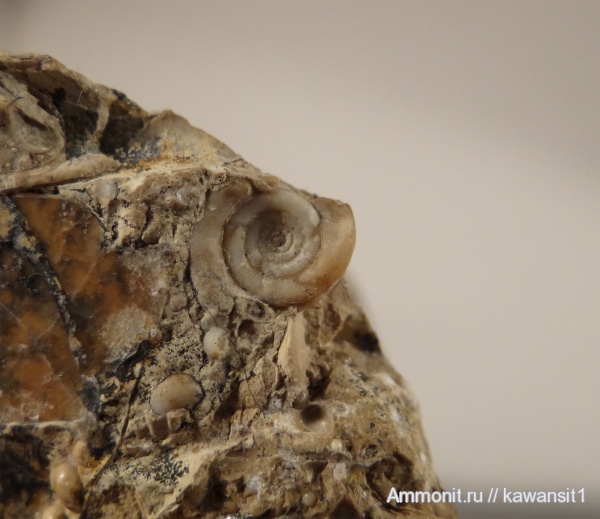 аммониты, пермь, Казахстан, Ammonites, Permian