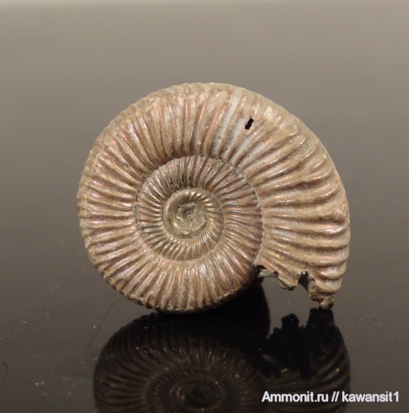 аммониты, юра, Михайлов, Binatisphinctes, келловей, Perisphinctidae, Binatisphinctes mosquensis, Ammonites, протоконх, аммонителла, Callovian, Jurassic, Middle Jurassic