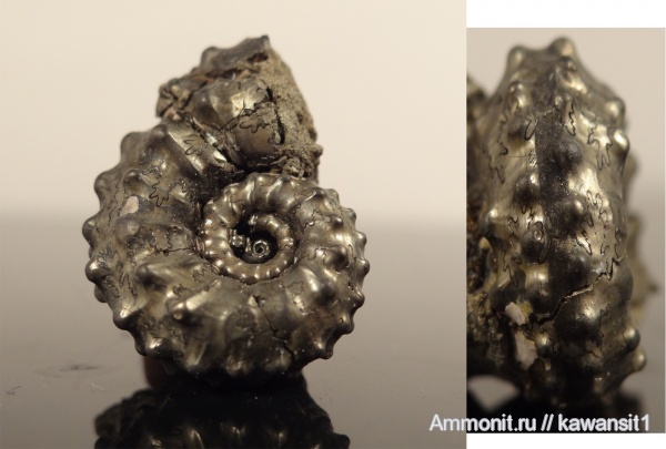 аммониты, юра, Михайлов, Kosmoceras, келловей, Kosmoceras pollux, Ammonites, отпечатки мускулов, Callovian, Jurassic, Middle Jurassic