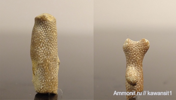 мшанки, палеозой, Rhombotrypella