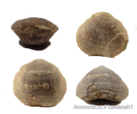 брахиоподы, карбон, нижний карбон, Schizophoria, Schizophoria resupinata