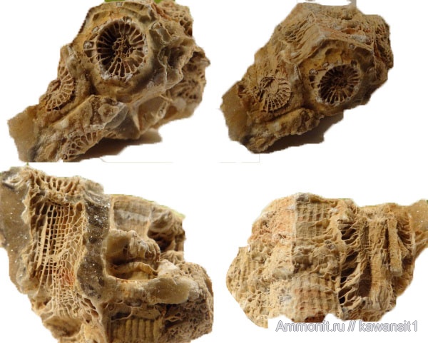 карбон, кораллы, палеозой, кишечнополостные, нижний карбон, Actinocyathus, четырехлучевые кораллы