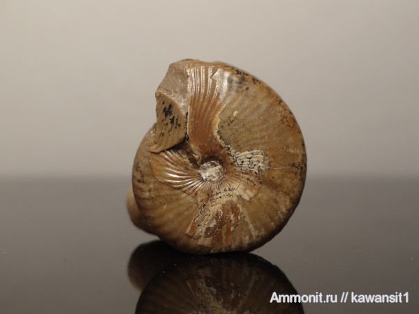 аммониты, пермь, Popanoceras, Goniatitida, Ammonites, Permian
