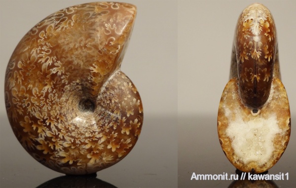 аммониты, мел, апт, Euphylloceras, Ammonites, Phylloceratidae, Aptian, Cretaceous