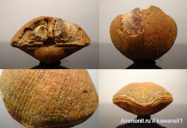 окаменелости, брахиоподы, карбон, Choristites, плеченогие, Fossils