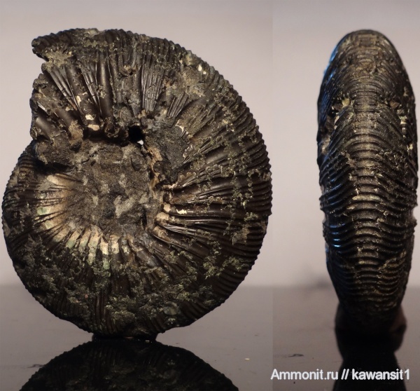 аммониты, юра, Москва, Virgatites, волжский ярус, Virgatites gerassimovi, Ammonites, зона Virgatites virgatus, отпечатки мускулов, отвалы метро, Virgatitidae, Volgian, Jurassic