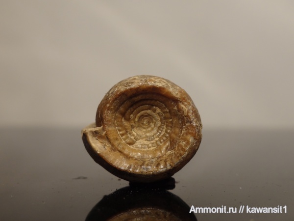 аммониты, пермь, Goniatitida, Ammonites, Metalegoceras sogurense, Metalegoceras, Permian
