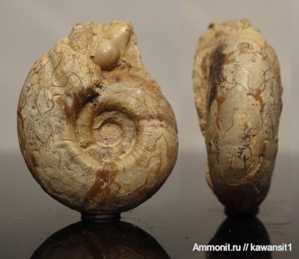 пермь, Казахстан, Uraloceras, Uraloceras involutum, Permian