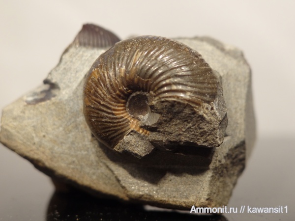 аммониты, байос, средняя юра, Ammonites, Chondroceras, Bajocian, Middle Jurassic