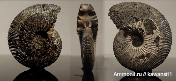 аммониты, юра, Москва, волжский ярус, Virgatites gerassimovi, Ammonites, Volgian, Jurassic