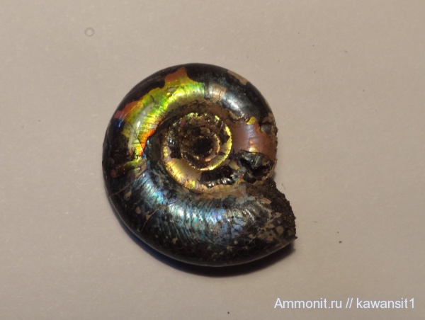 юра, Kachpurites, отпечатки мускулов, Volgian, Jurassic