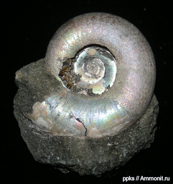 Kachpurites, Мневники, Volgian